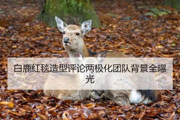 白鹿红毯造型评论两极化团队背景全曝光